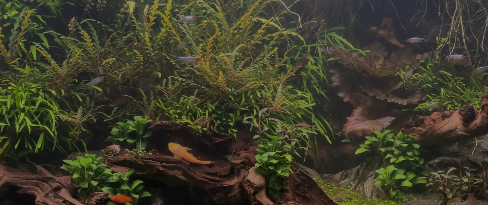 Vibrant Aquascapes, Delivered Nationwide