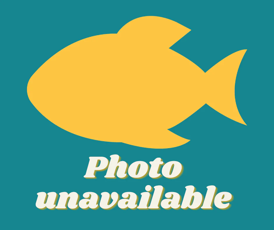 Wholesale