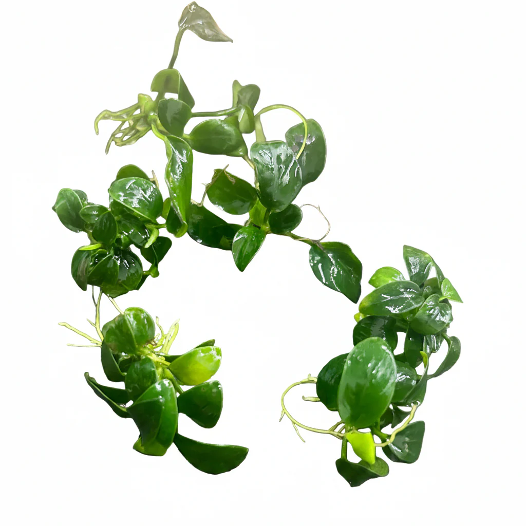 Plant Wholesale